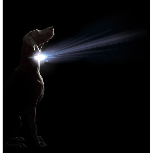 Dog Gone Smart musta koiran kaulapanta valolla