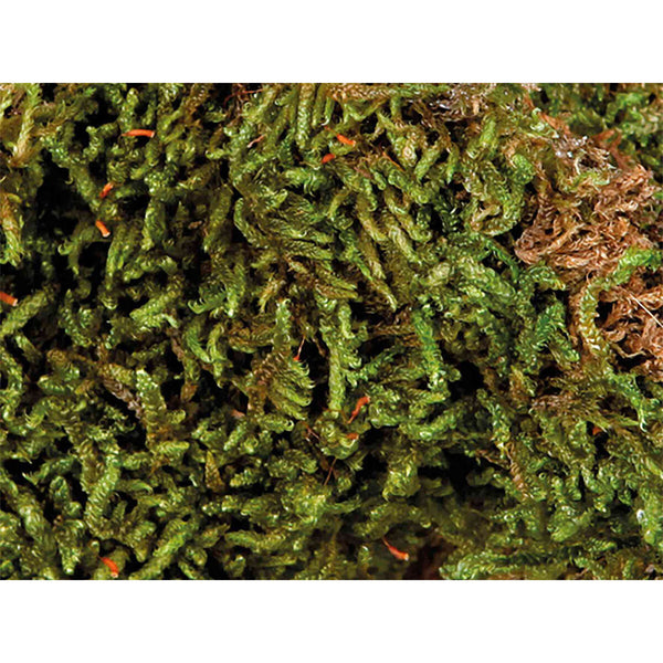 Trixie Sammalsubstraatti Liskoille 200 g