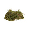 Trixie Sammalsubstraatti Liskoille 200 g