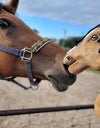 Premium Keppihevonen / Hobby Horse - Buckskin horse A3