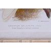 Papukaija Kangastaulu 50x65 cm, 4 kpl