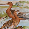 Seinäkoriste DKD Home Decor Linnut MDF 40 x 50 cm