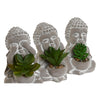 Koristekasvi Buddha Polyetyleeni Sementti