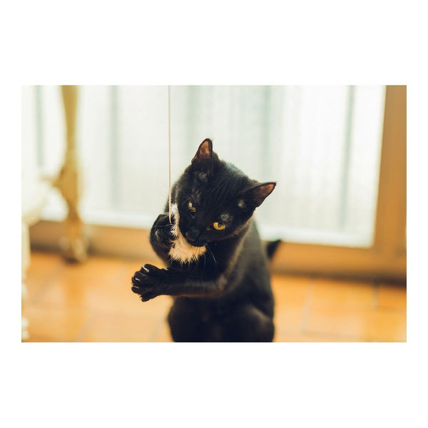 Kissan Leikkihuisku Gloria Gaudí Puu Pompomit