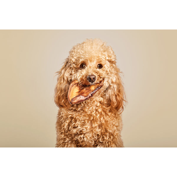 Snackys Koiran Makupala Possun Korva 10 kpl