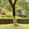 Juuttirulla 1x25 m 100% juutti 200 gsm