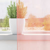 Voile-verhot lenkeillä 2 kpl pinkki 140x245 cm