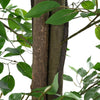 Keinotekoinen Ficus Plant 2016 Lehdet 300 cm Vihreät