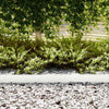 Nurmireunus 30 kpl 100 x 0,05 x 15 cm Kylmävalssattu teräs