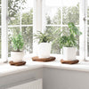 Kasvilava 3 kpl Luonnollinen 29 x 29 x 3,5 cm Mahogany-puu