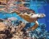 Aquatic Adventures - Paint By Numbers