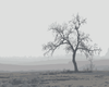 Lonely Tree in Mist – Paint By Numbers