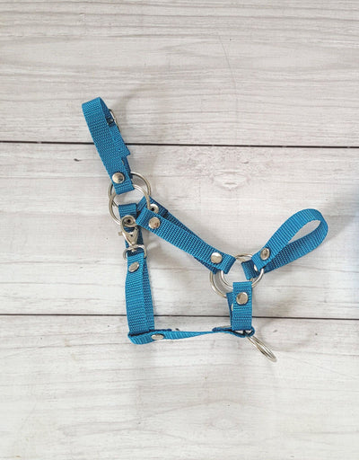 Keppihevosen Hihnat A3 - Turquoise